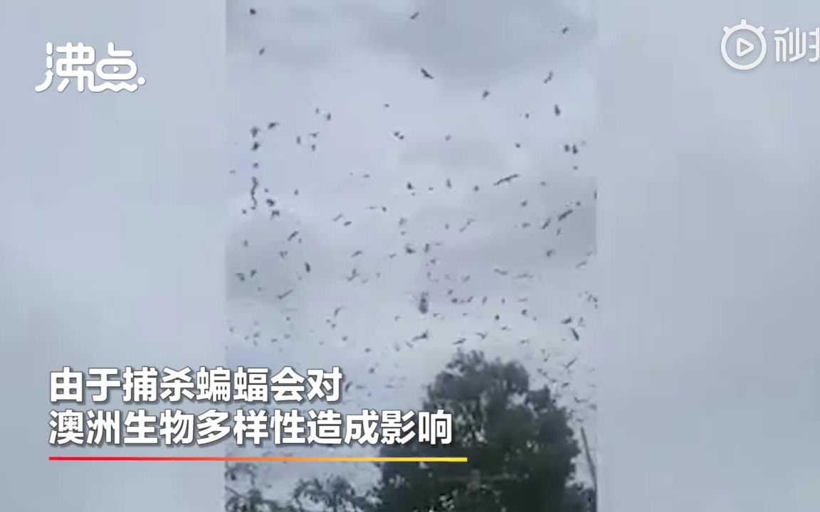 数十万蝙蝠涌入澳洲城市 蝙蝠入侵澳大利亚城镇会怎样