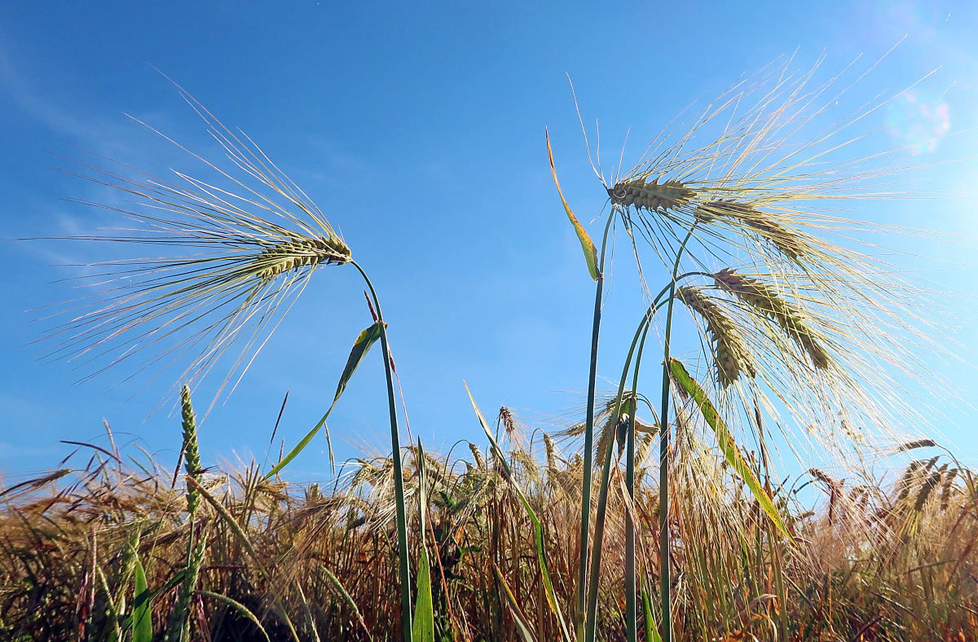 华为麦芒6怎么样值得买吗 麦芒6优缺点全面解析