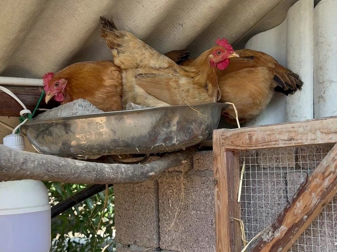 抚顺鸡窝三大必打卡地全攻略