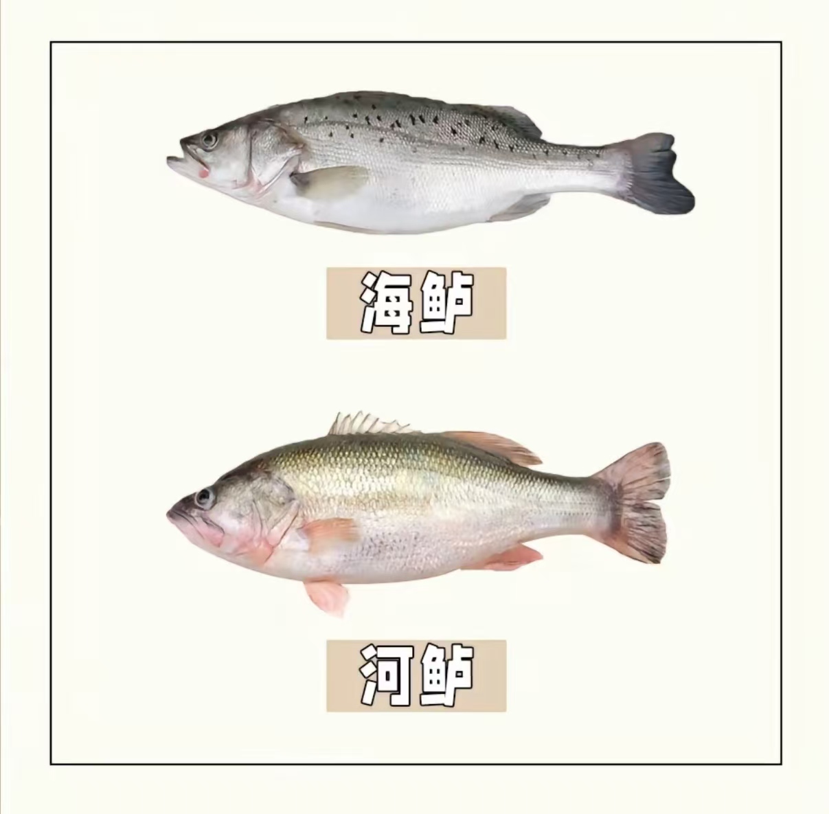 鲈鱼是淡水鱼还是海水鱼 海鲈鱼比河鲈鱼便宜的原因