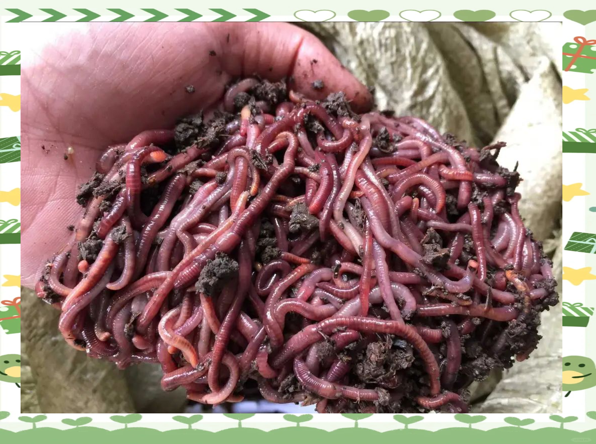 蚯蚓价格多少钱 蚯蚓干多少钱一斤