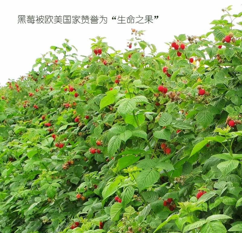 黑莓