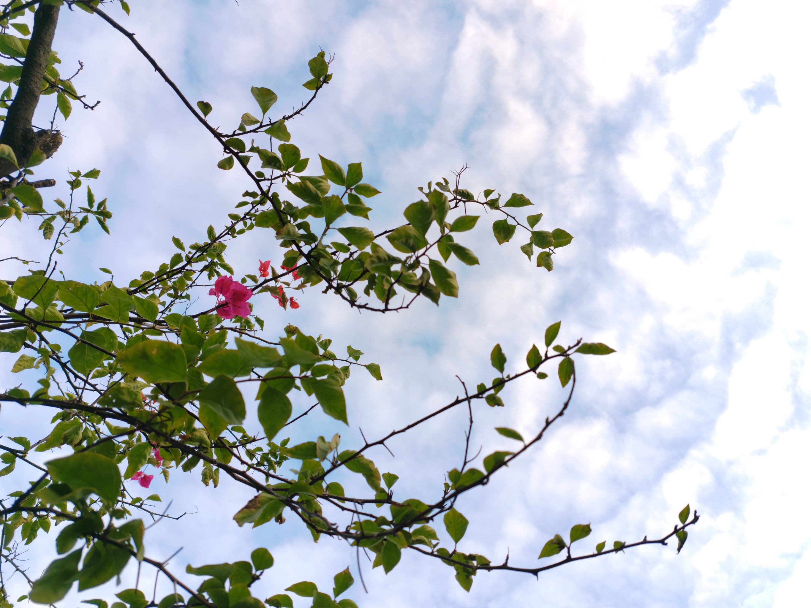 百花丛:解码城市荒野中的生态美学密码