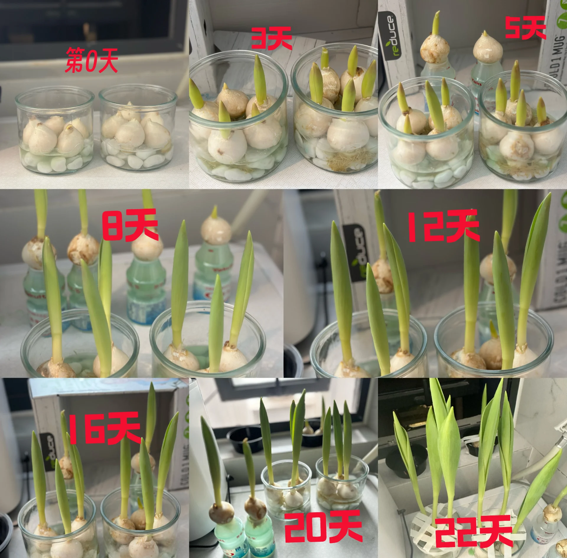 郁金香的种植方法和时间