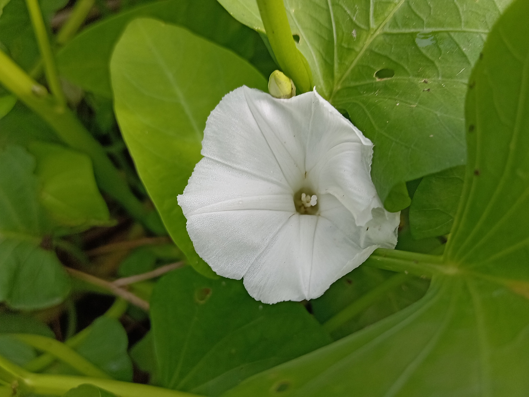 空心菜图片