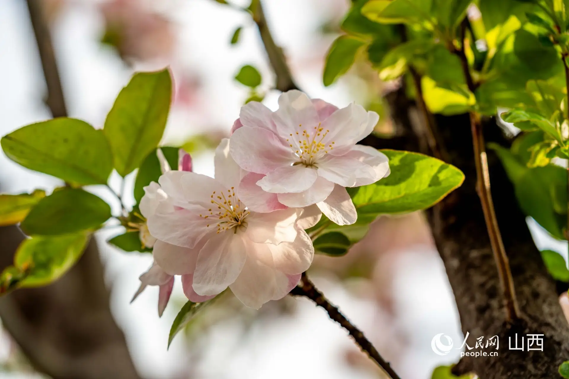 江南人爱吃海棠糕是一种什么美味?...