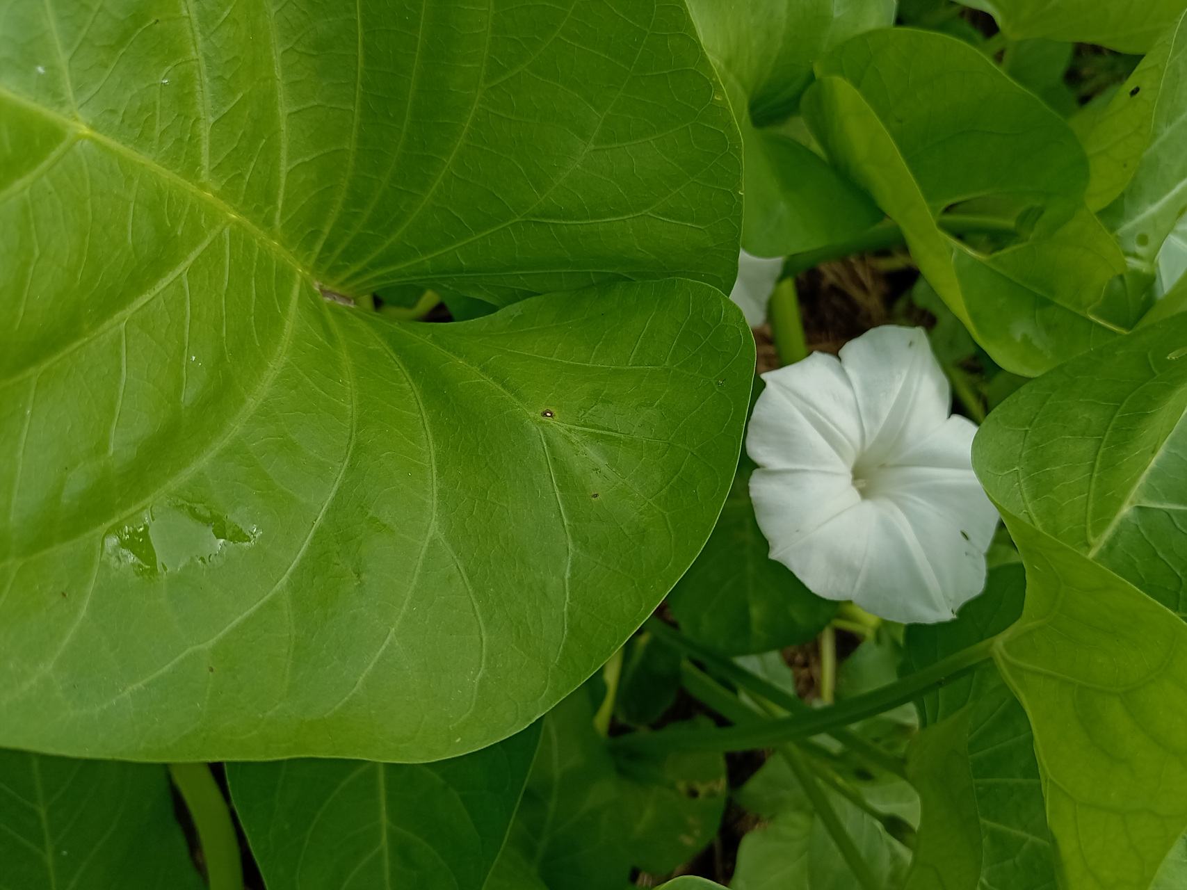 空心菜开花什么样子 空心菜如何种植和采收