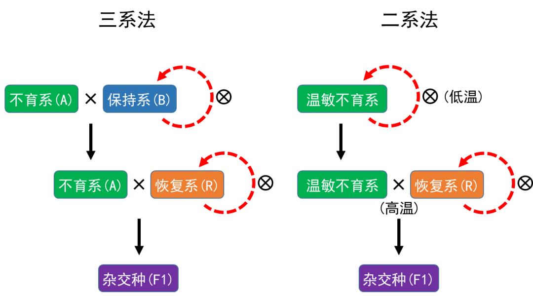 杂交水稻的原理 杂交水稻为什么不能吃