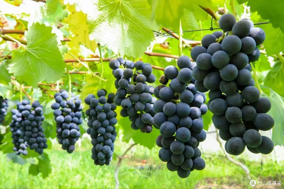 台州怎么找喝茶联系方式 台州找喝茶联系方式的方法解析