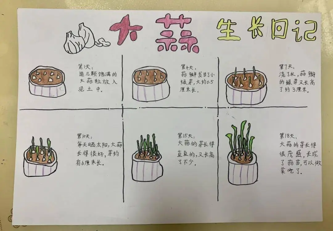 大蒜的种植方法 发芽的大蒜怎么种才正确