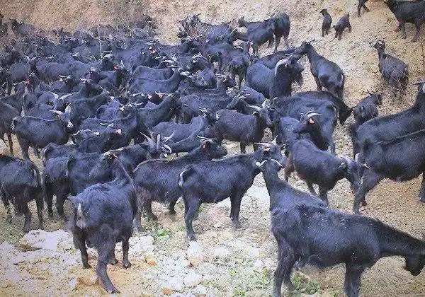 努比亚黑山羊