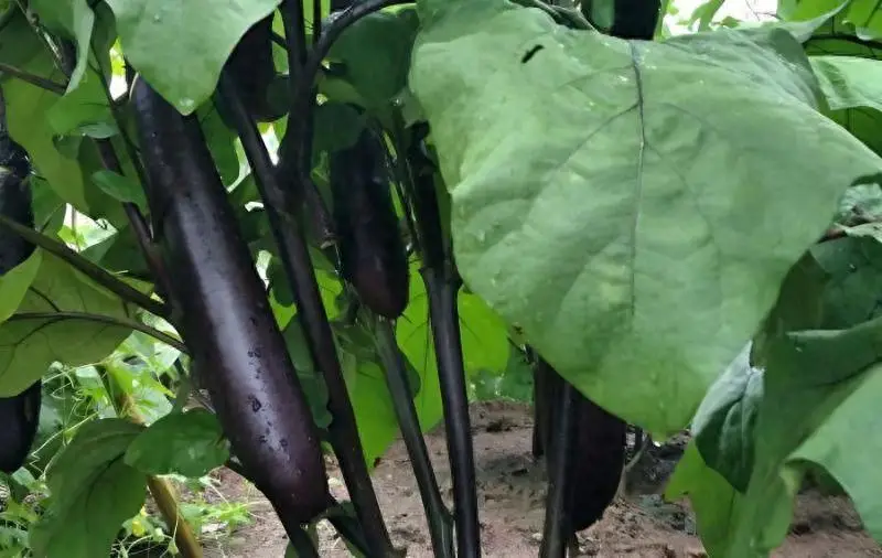 蔬菜专用肥