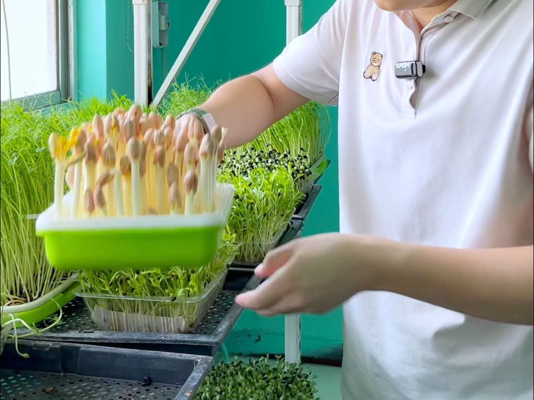 芽苗菜怎么种植 芽苗菜种植方法有哪些