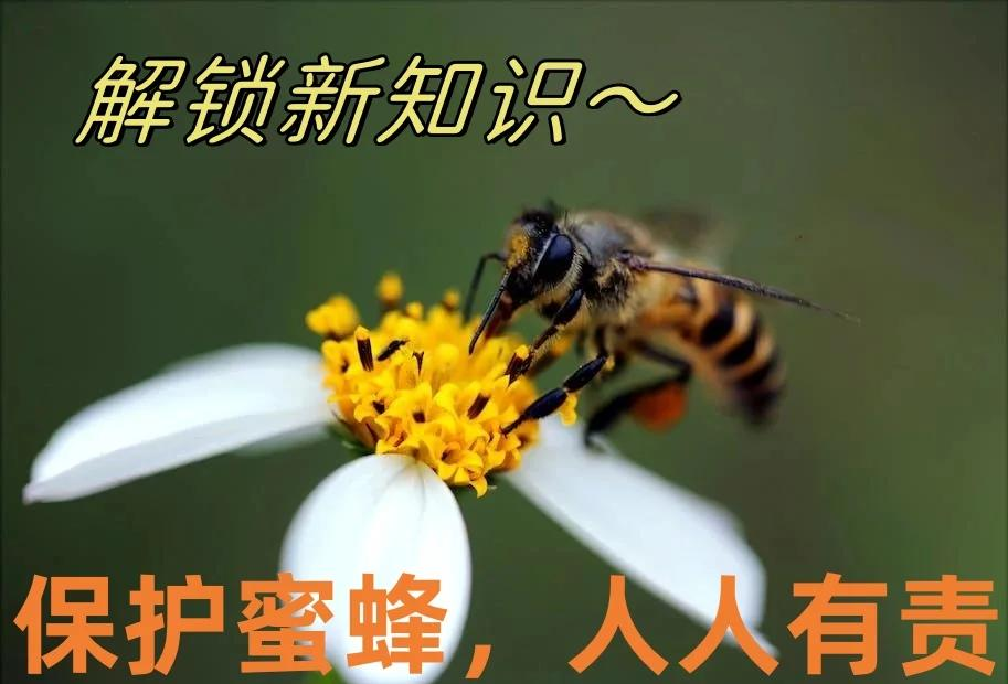 "keywords": "蜜蜂灭绝,生态灾难,人类生存",