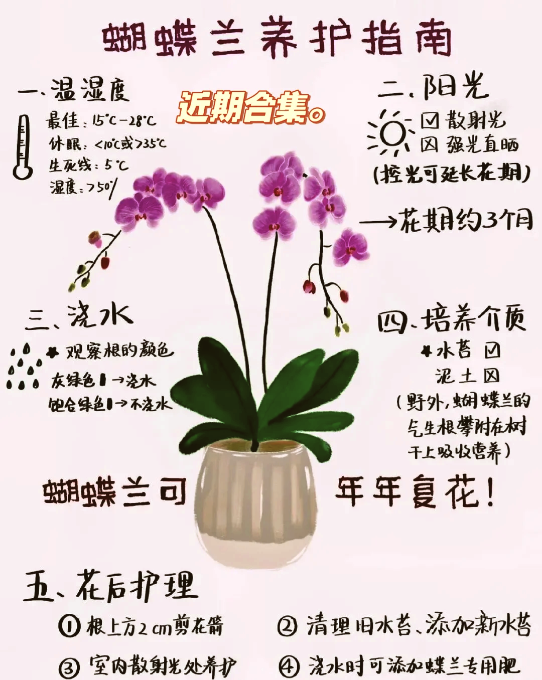 蝴蝶兰怎么浇水 蝴蝶兰浇水的正确方法和时间怎么安排