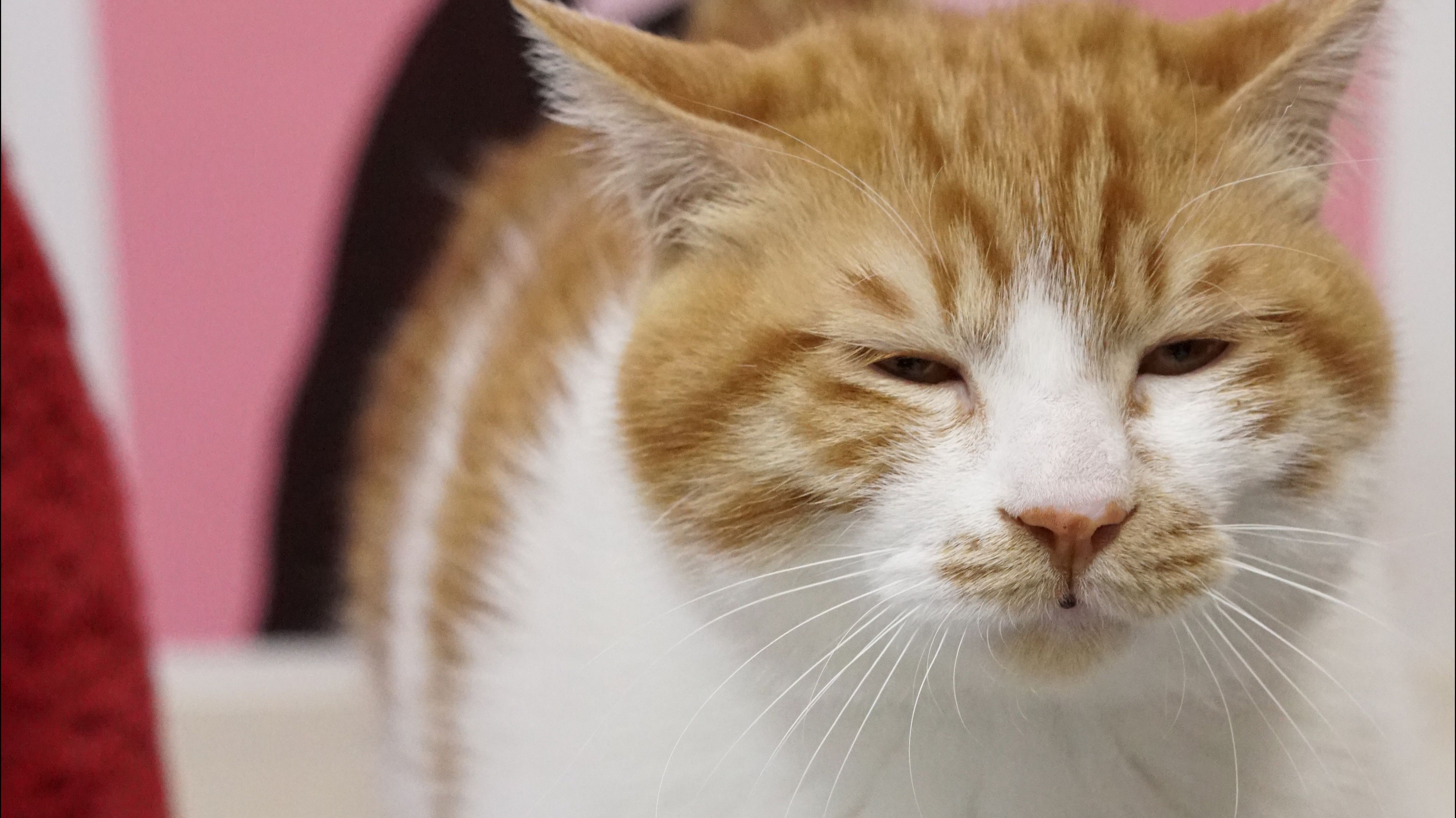 深夜饥饿怎么办？QQ快餐妹24小时免费帮你搞定全攻略