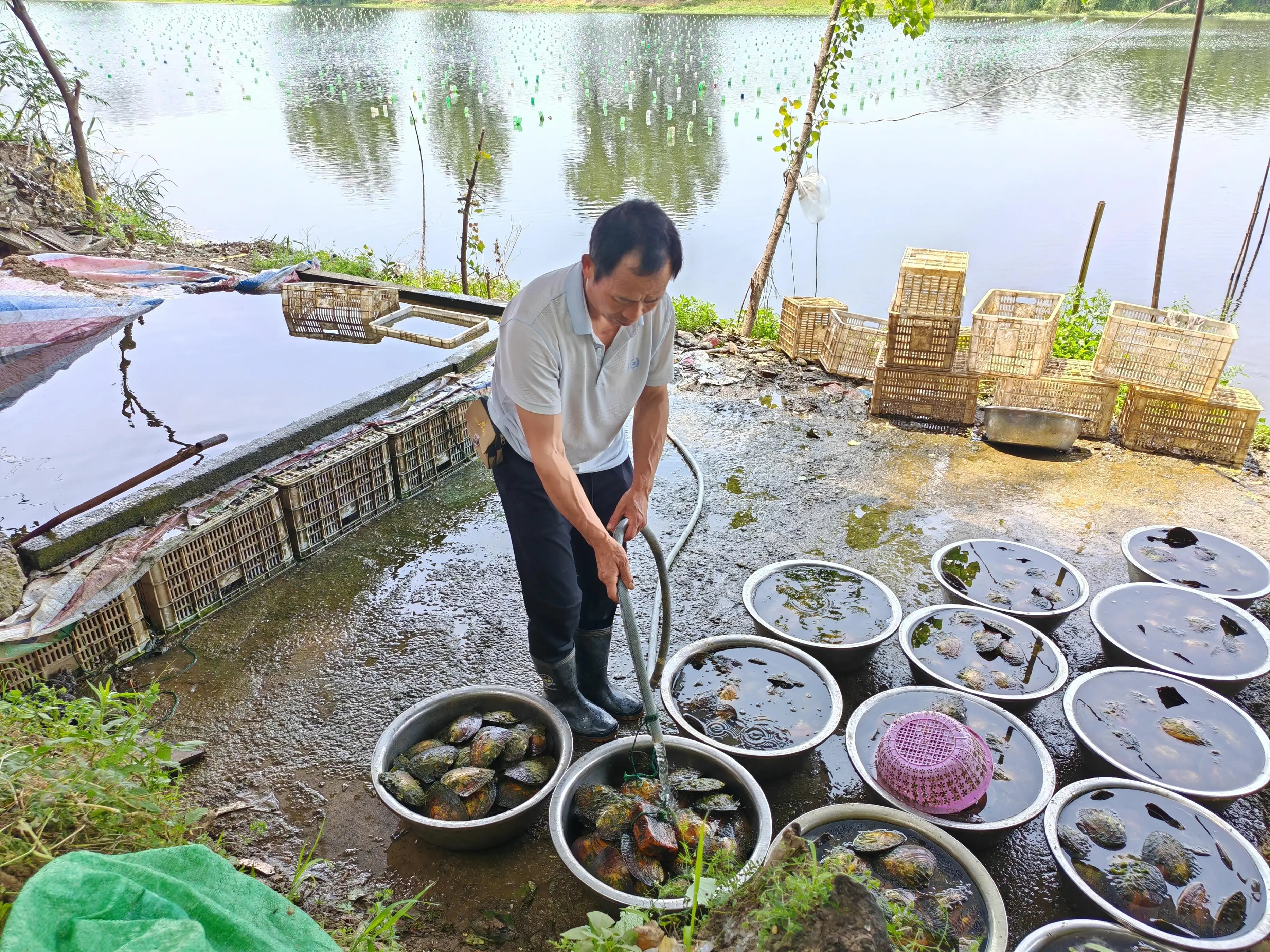 河蚌的养殖方法 河蚌养殖会对水体造成哪些危害