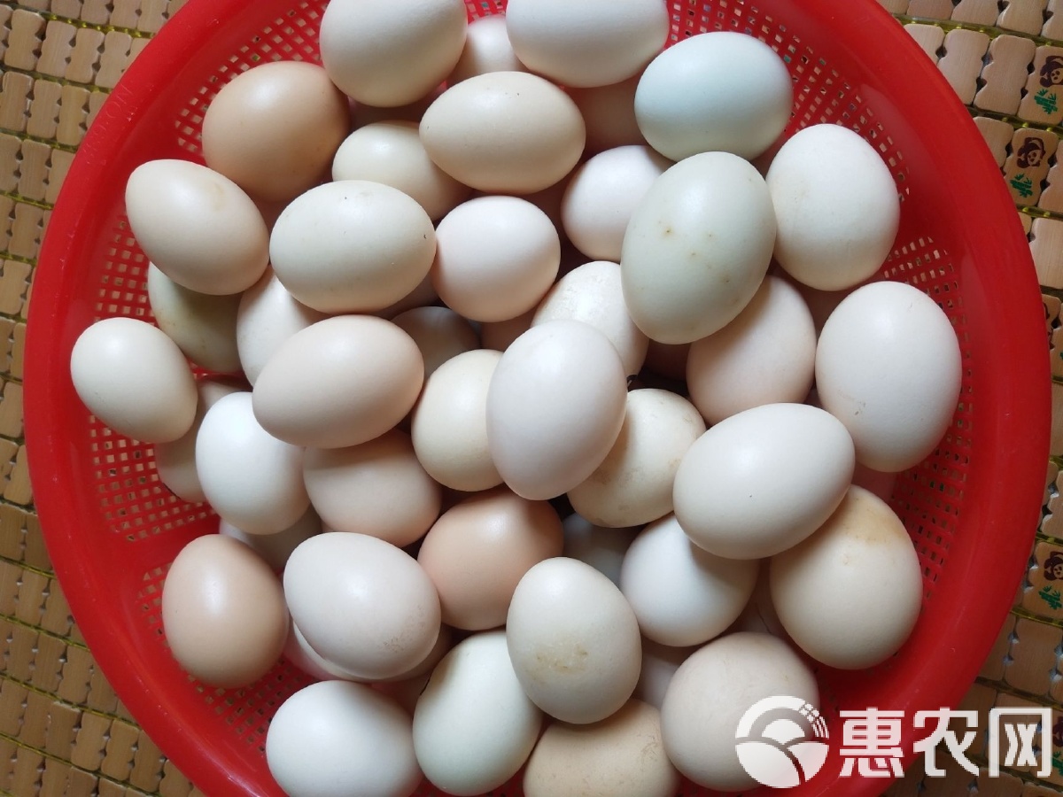 草鸡蛋