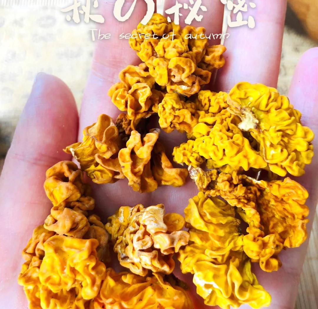 金燕：放入火中