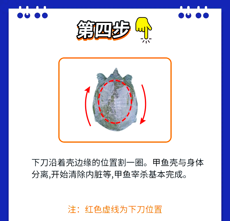 甲鱼怎样宰杀