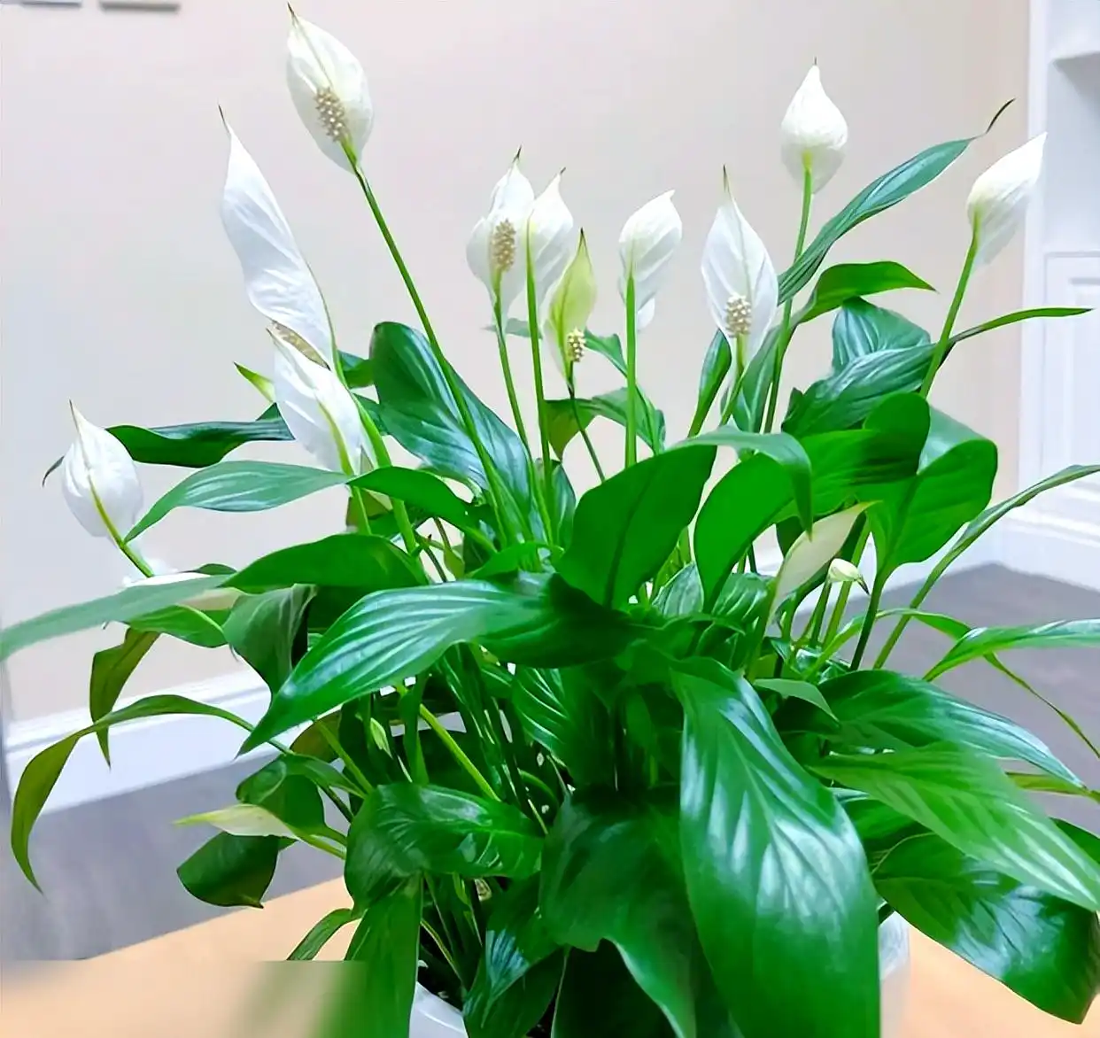 会“爆炸”的植物,你见过吗?...