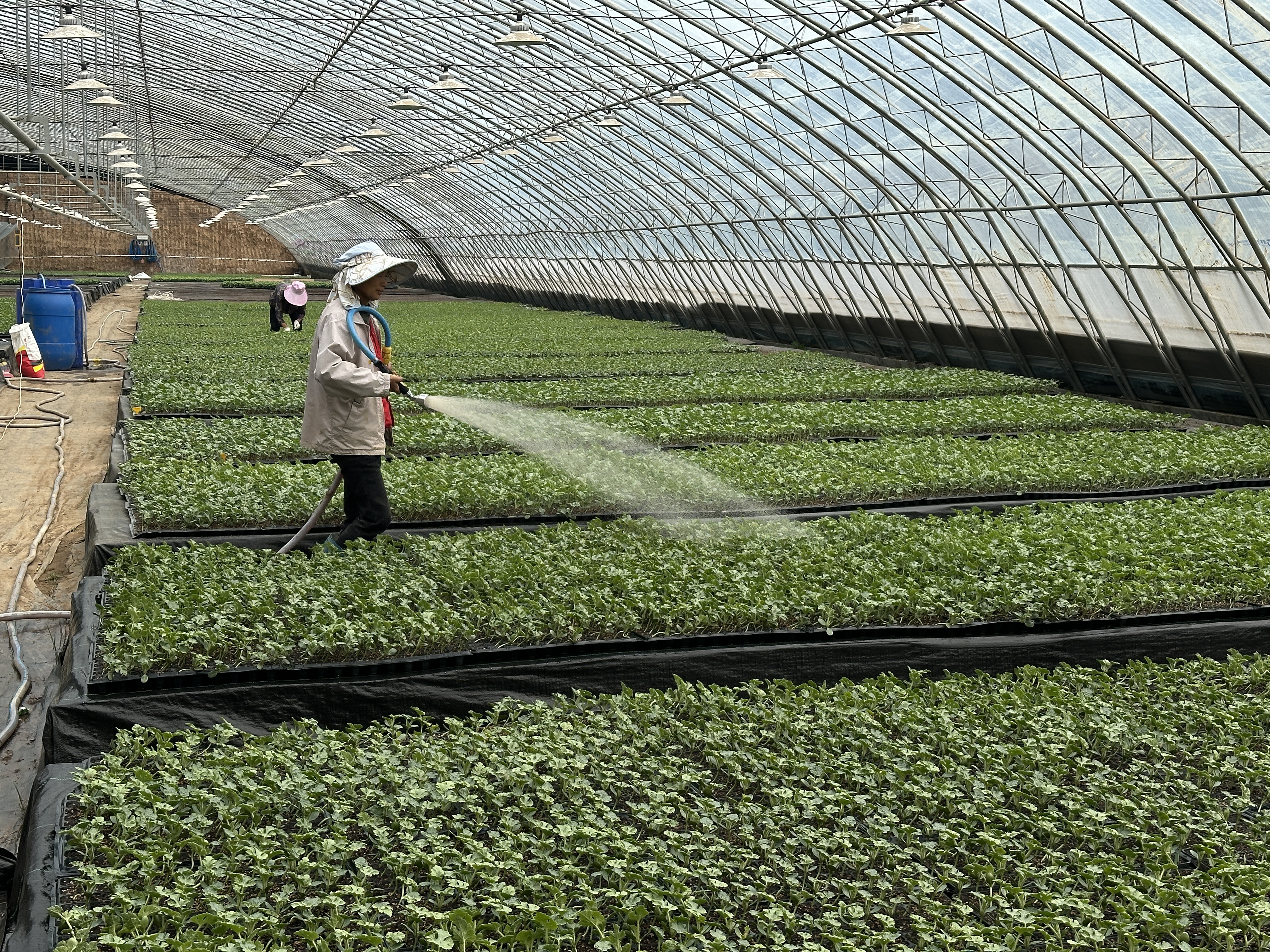 蔬菜大棚造价多少钱一平米 蔬菜大棚建50平米和300平米大概要花多少钱