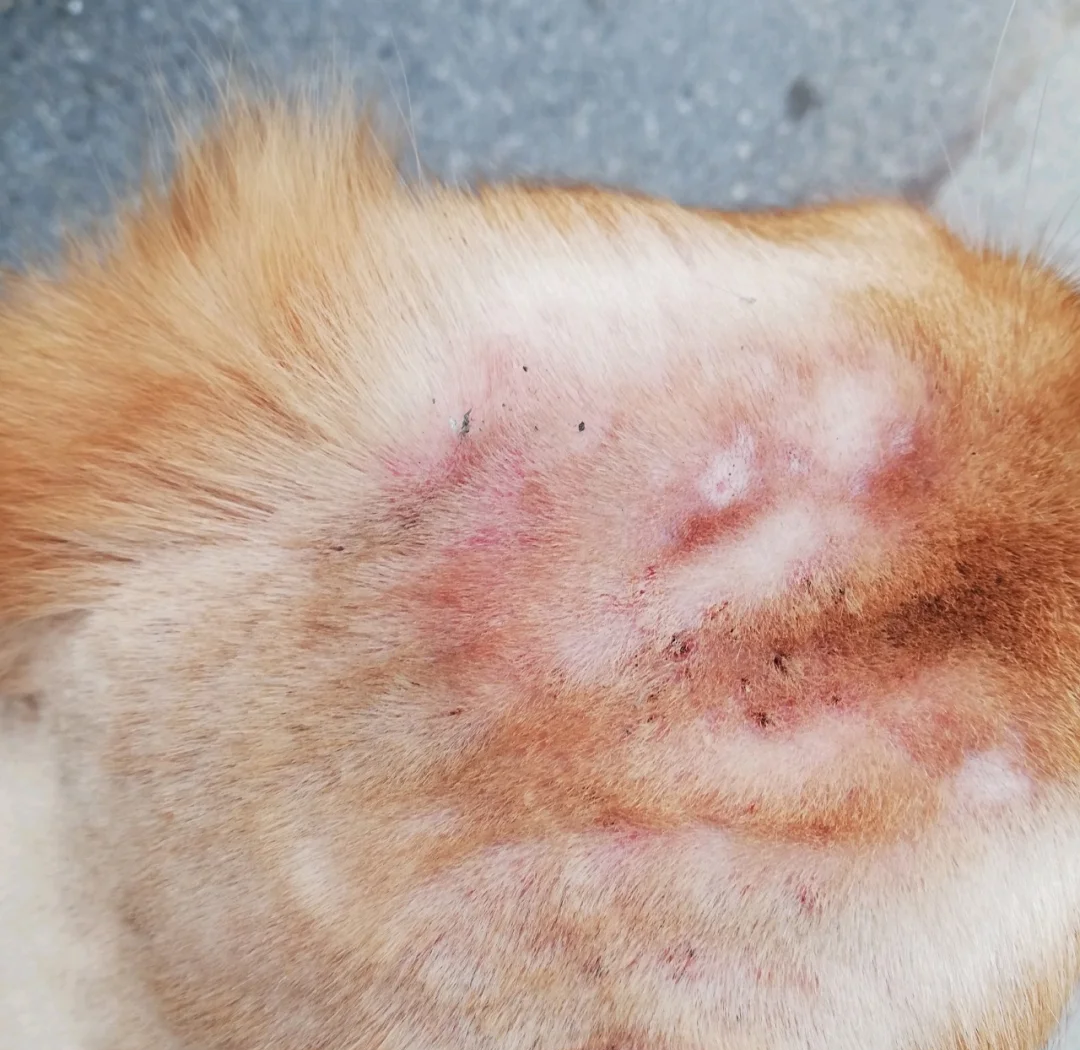 狗狗螨虫治疗方法 蟑螂抗生素研究