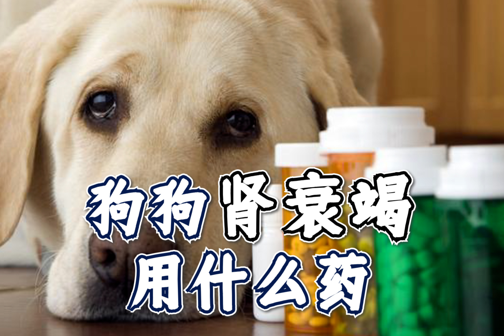 狗狗健康监测仪价格暴跌 养狗科技产品该怎么选