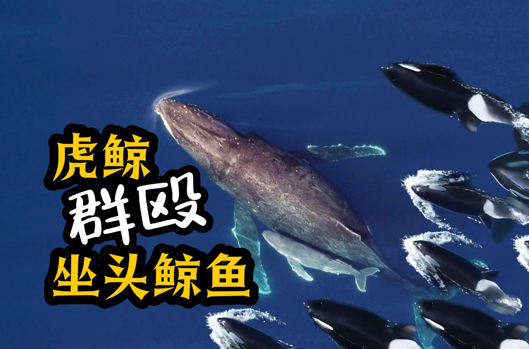 座头鲸为何喜欢和虎鲸过不去?...