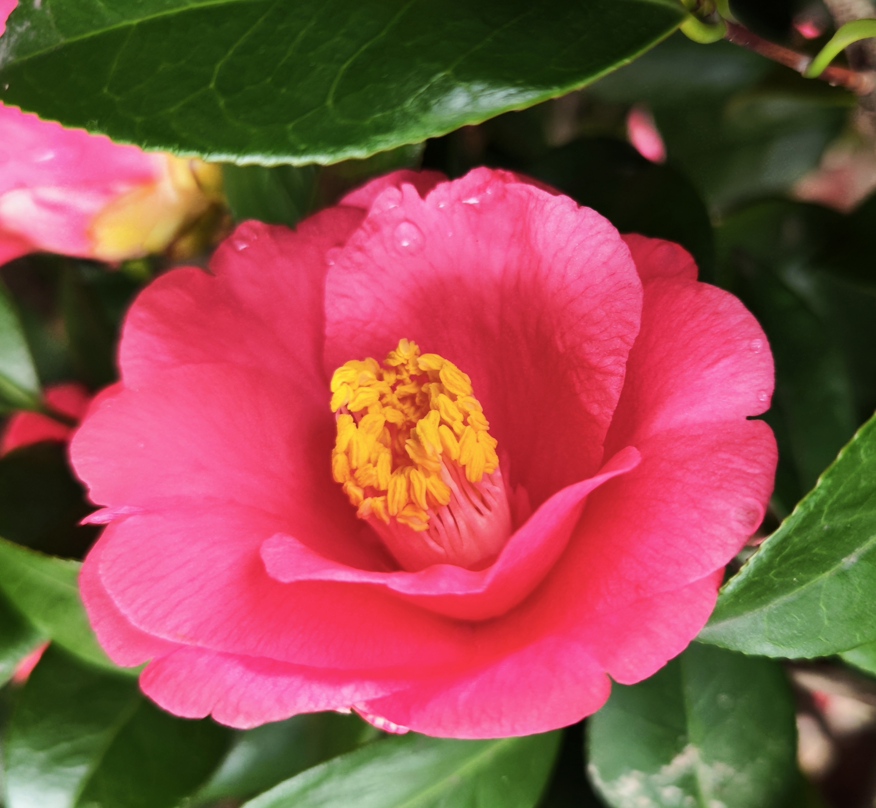 山茶花的养殖方法