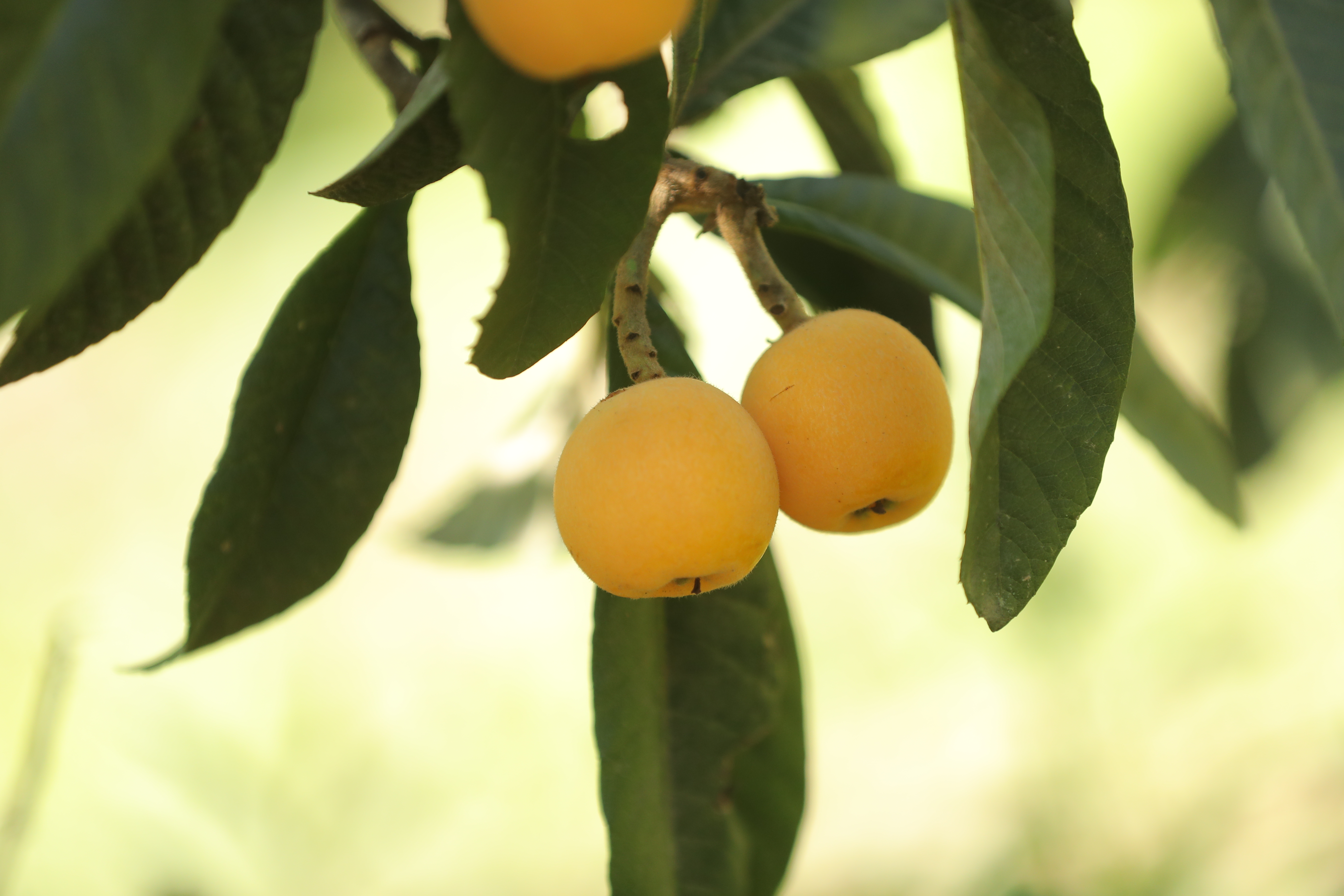 苏州东西山枇杷哪个更好吃 枇杷产地有什么区别