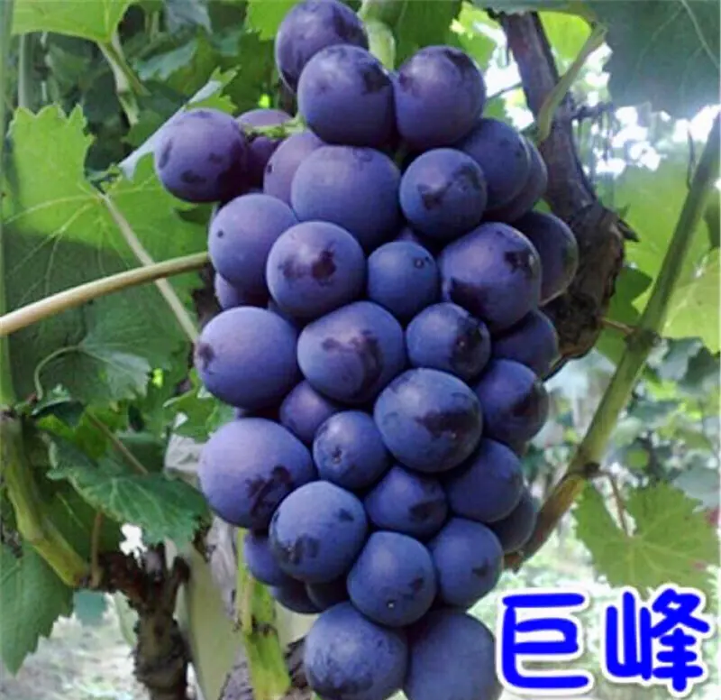 巨峰葡萄种植方法与技术 种植巨峰葡萄需要注意哪些细节