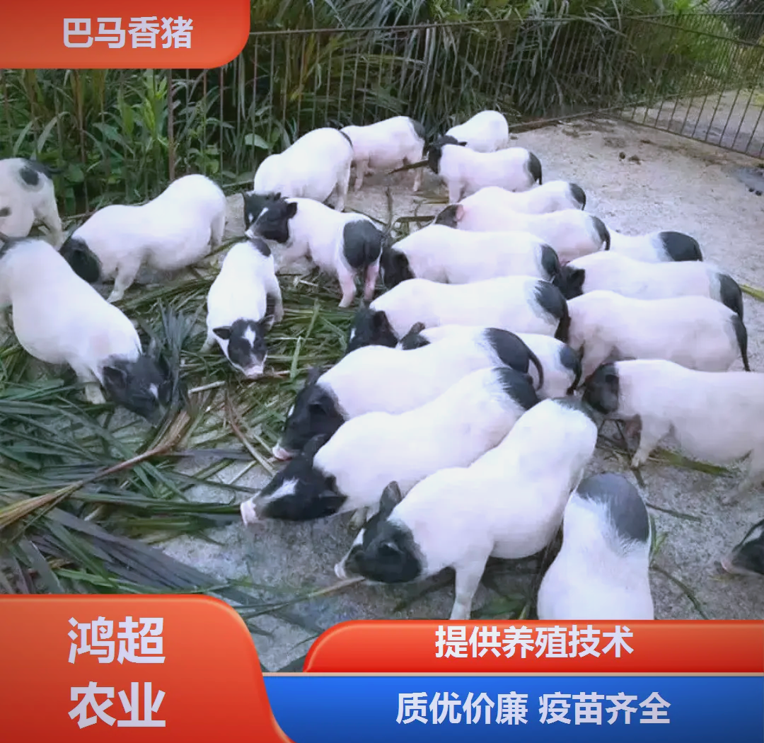 小香猪