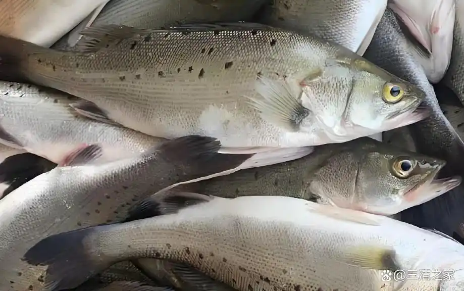 鲈鱼是淡水鱼还是海鱼