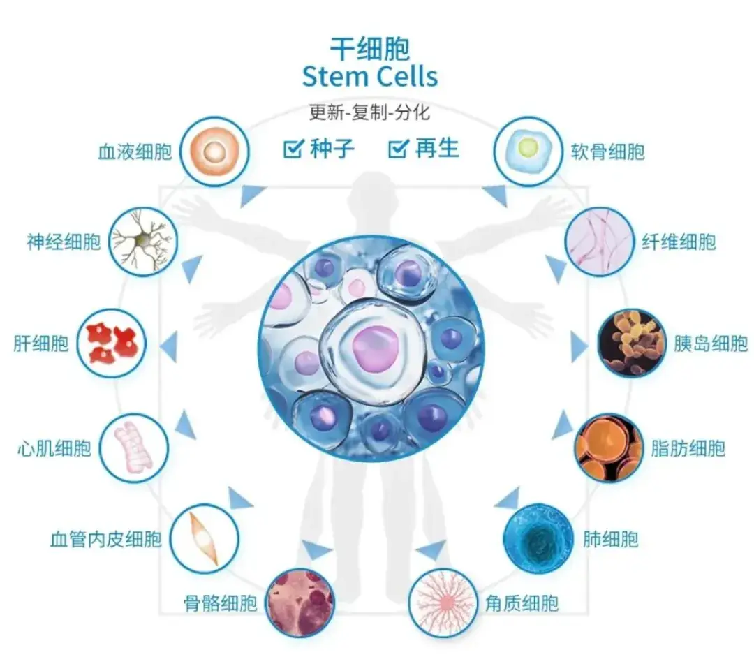 干细胞免疫细胞治疗区别 细胞治疗功效大揭秘