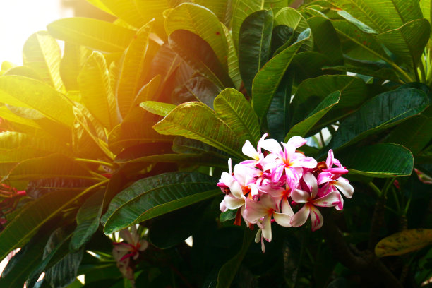 鸡蛋花