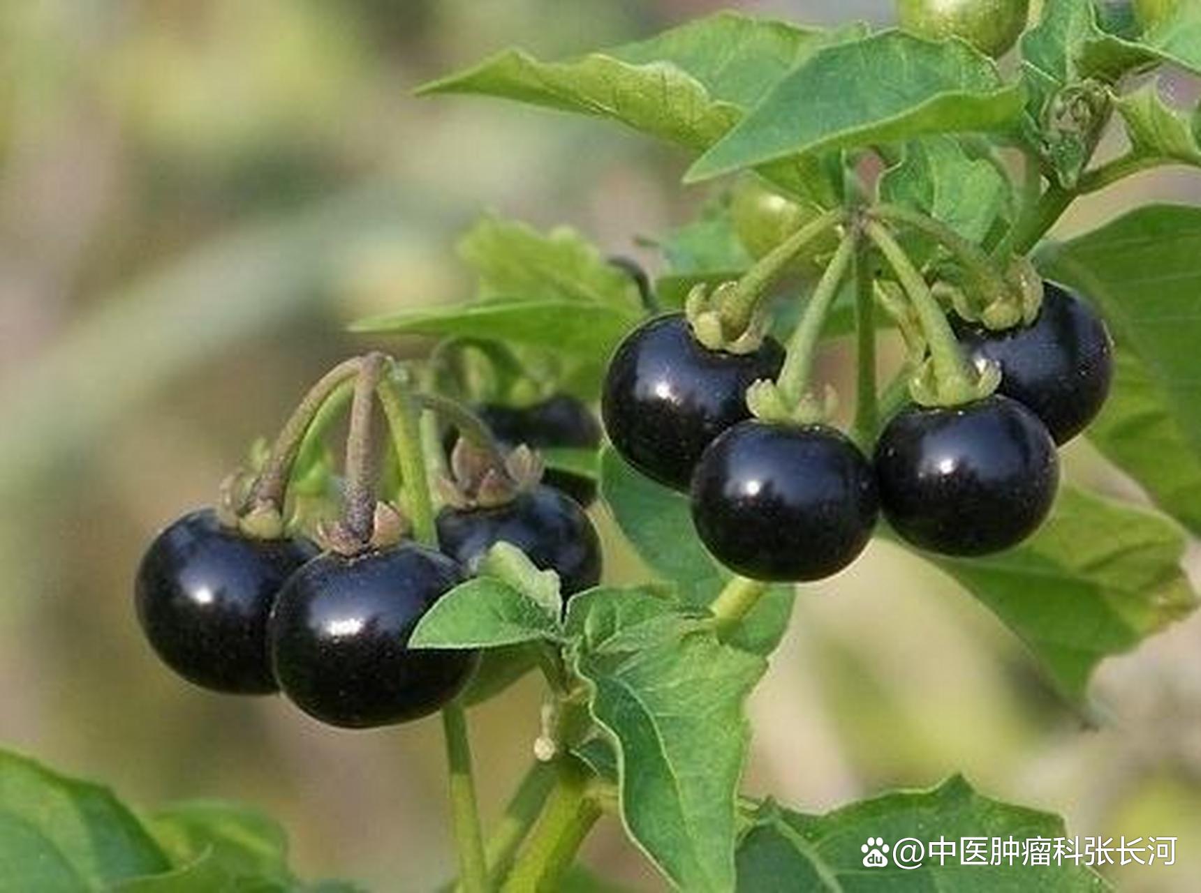 抗肿瘤中草药有哪些 抗癌四大草王你知道吗