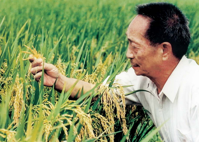 袁隆平的励志故事 袁隆平的成就有哪些