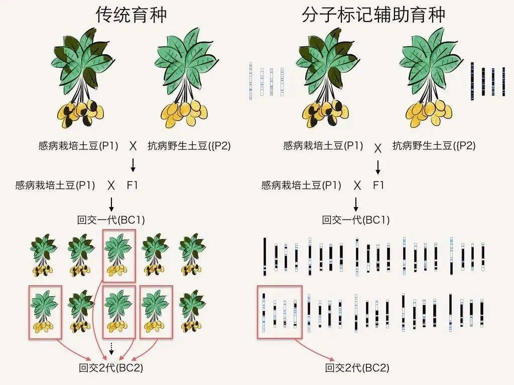 杂交水稻原理