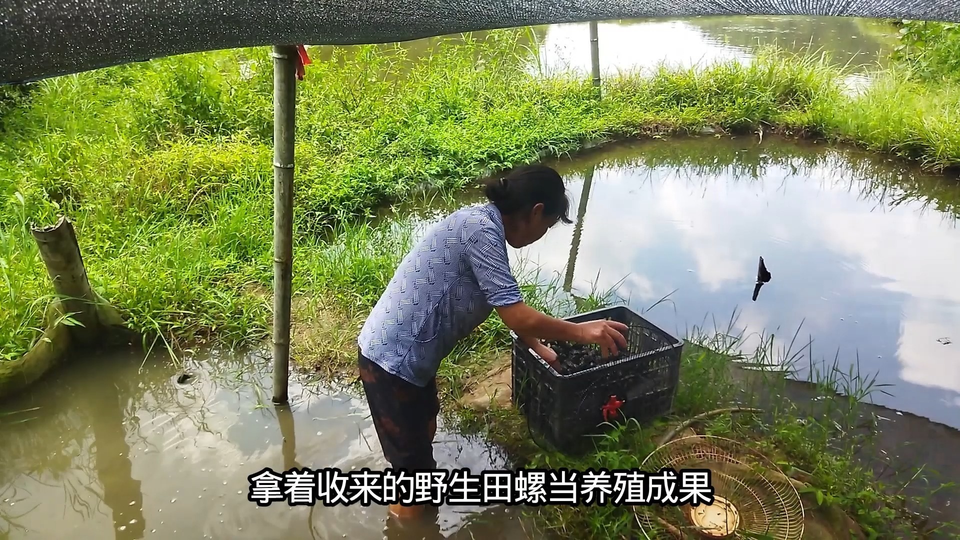 养殖田螺赚钱吗 养田螺一亩的利润有多少