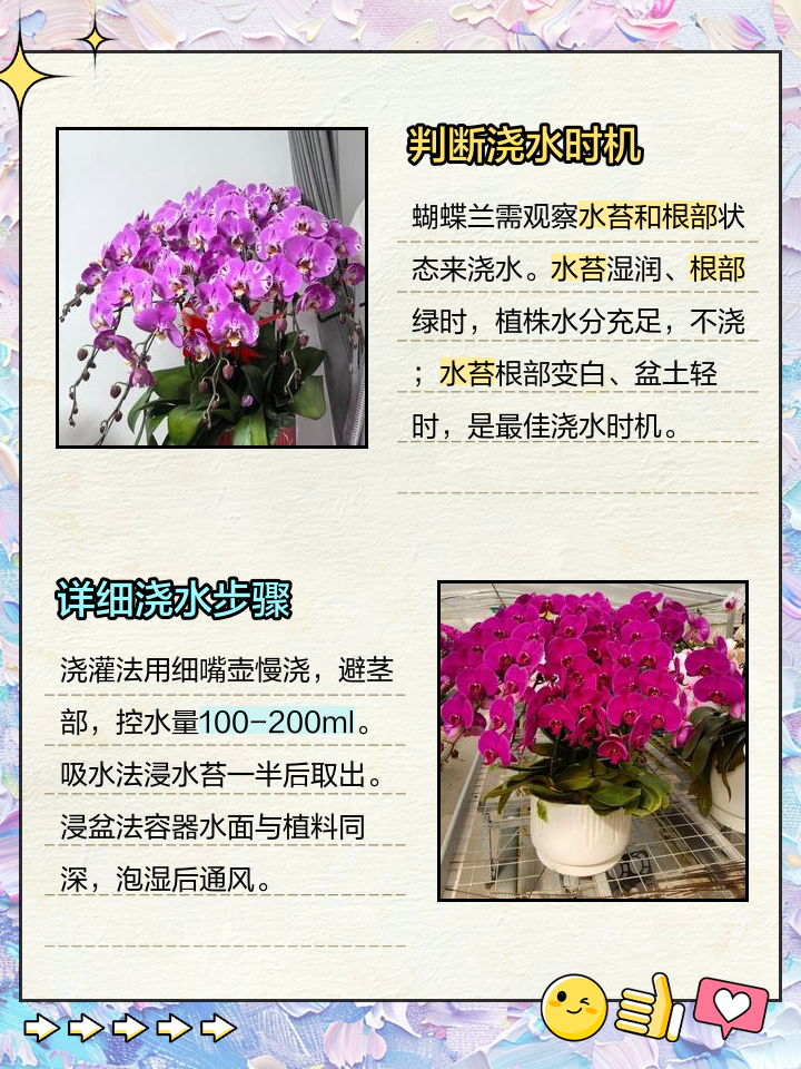 蝴蝶兰浇水的正确方法