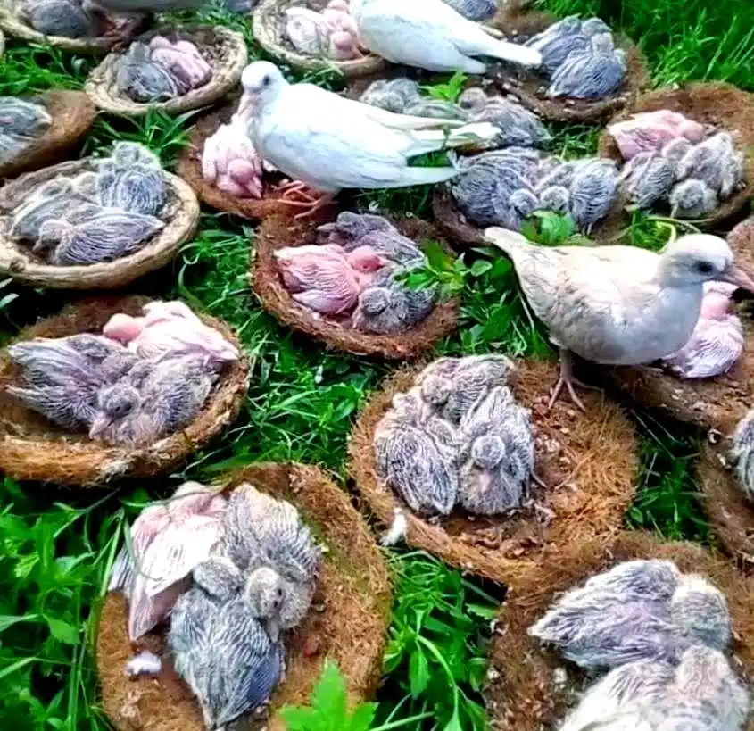 斑鸠养殖