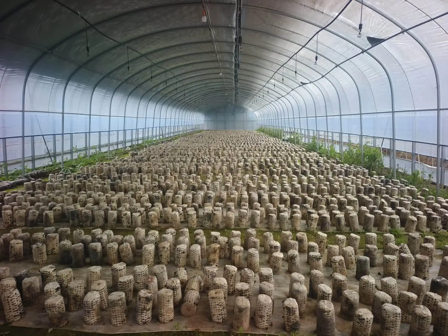 食用菌种植技术有哪些 富硒蘑菇种植要点是什么