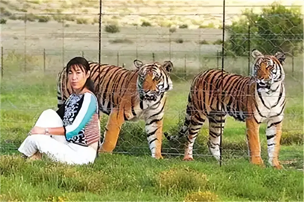 中国为什么会把华南虎放到非洲草原，它们后来到底怎么样了？