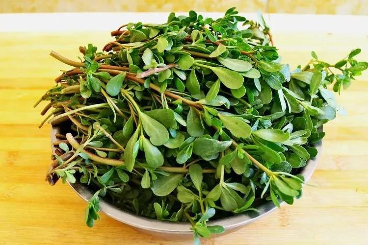 马齿苋的功效与作用