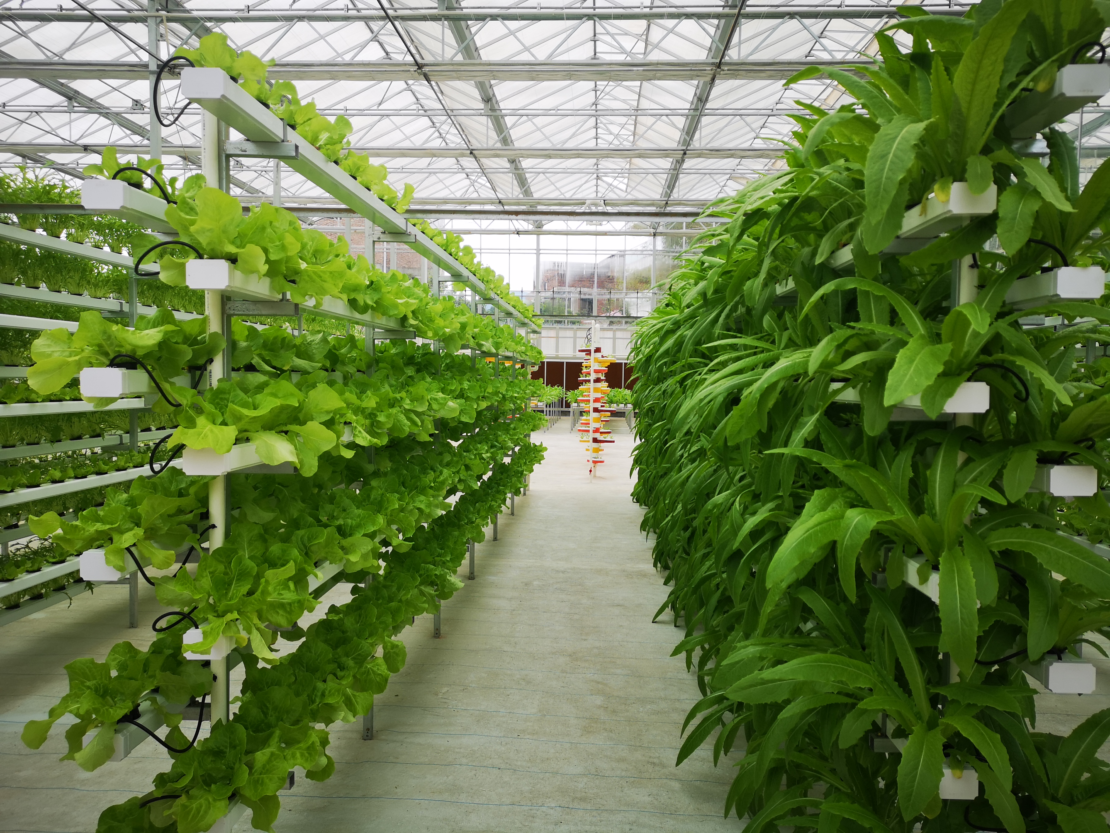大棚蔬菜种植技术有哪些 大棚蔬菜种植技术需要注意哪些事项