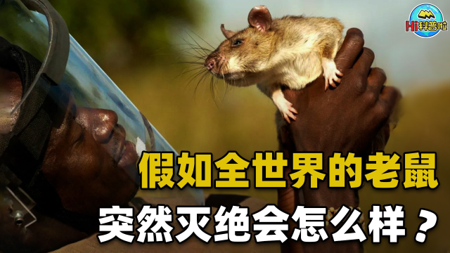如果地球上的老鼠全部灭绝会怎样？有什么严重后果？...
