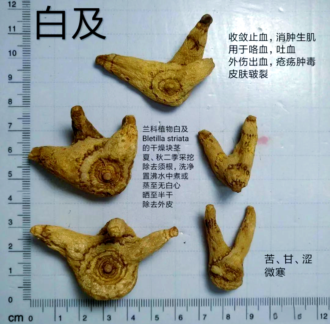 白芨的功效与作用有哪些 收敛止血和消肿生肌的秘密