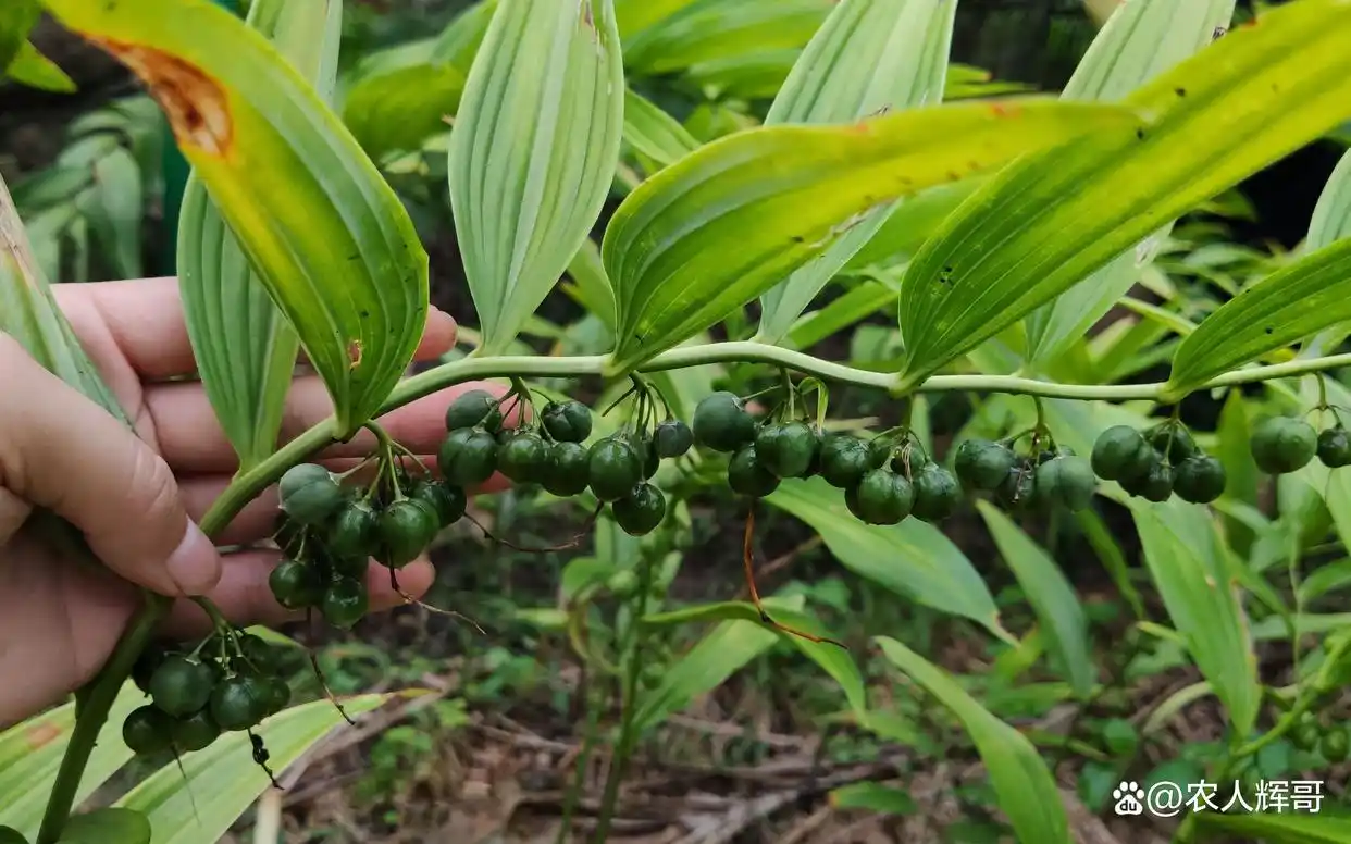 黄精种植技术及栽培方法 黄精怎样种植 求教