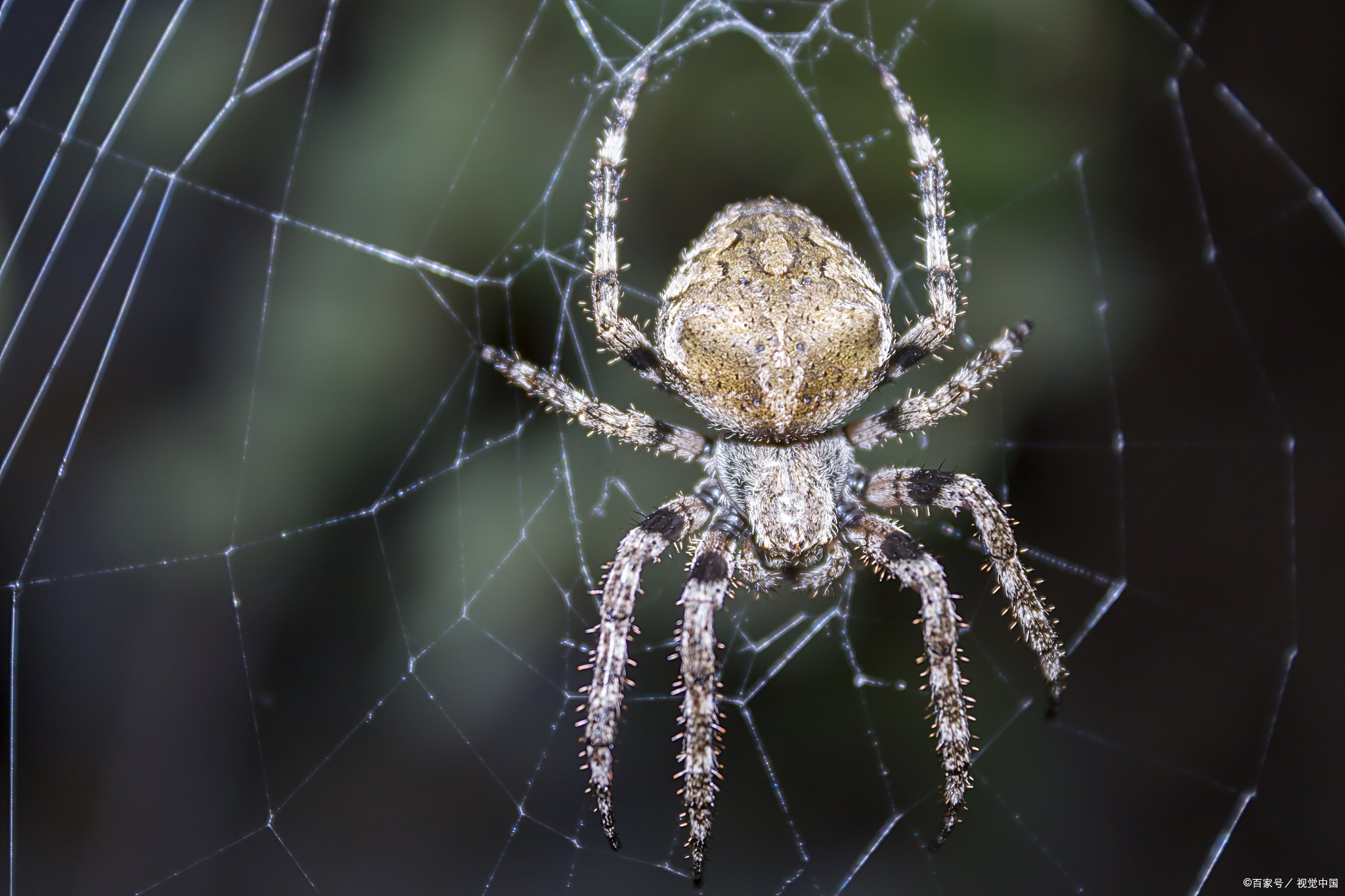 百度真假蜘蛛识别 SEO是什么意思 seo案例分析